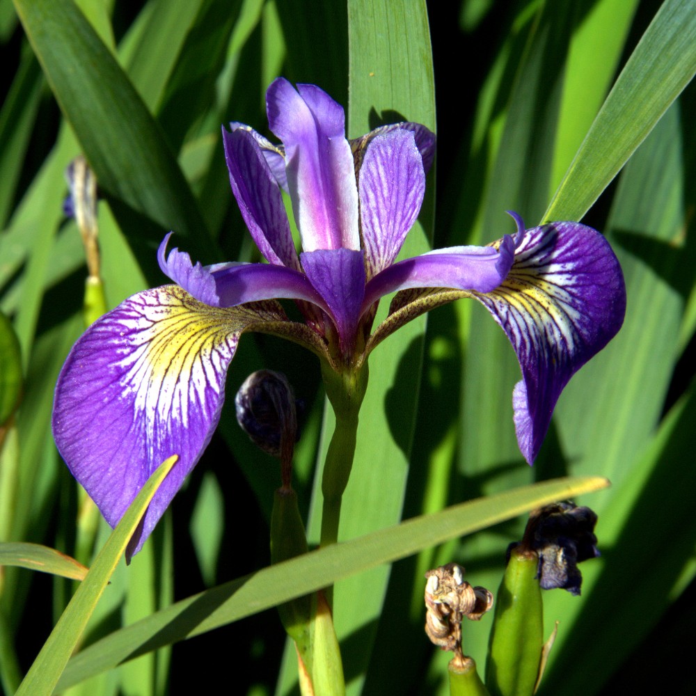 southern_blue_flag3